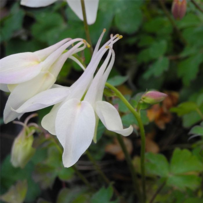 Akelei\u0020\u0028Aquilegia\u0020x\u0020caerulea\u0029\u0020SPRING\u0020MAGIC\u0020White