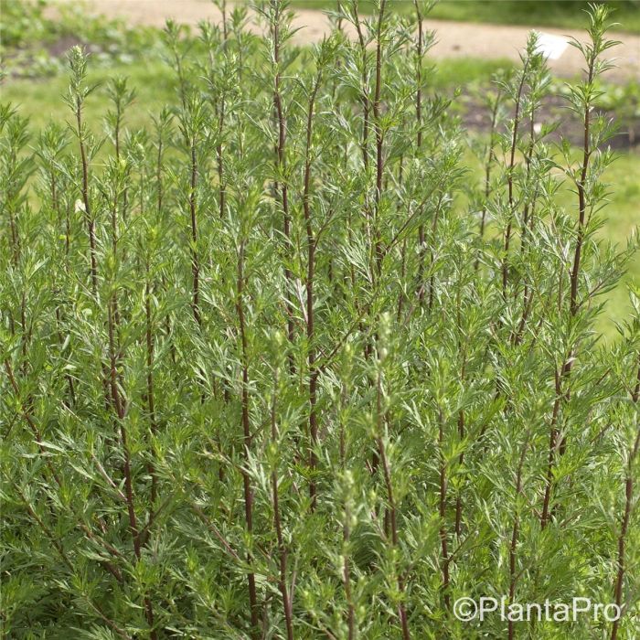 Beifu\u00DF\u0020\u0028Artemisia\u0020vulgaris\u0029\u0020