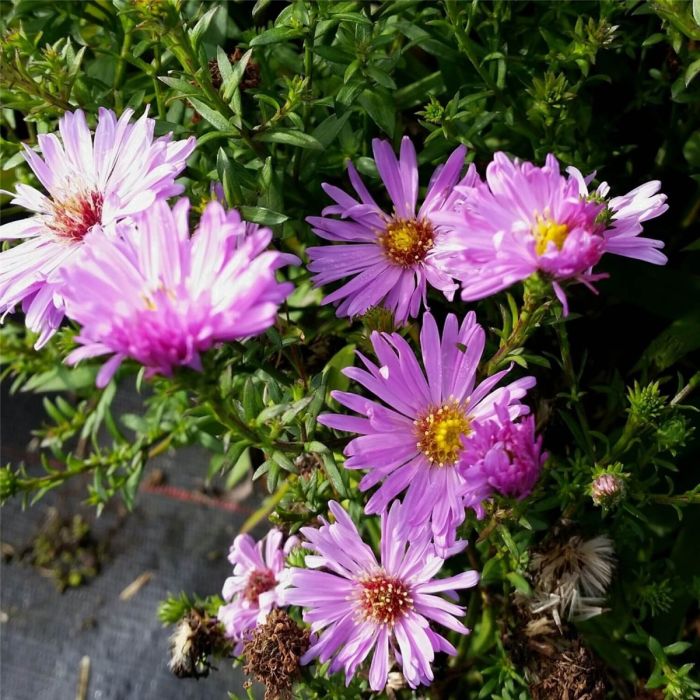 Kissenaster\u0020\u0028Aster\u0020dumosus\u0029\u0020Herbstgru\u00DF\u0020vom\u0020Bresserhof