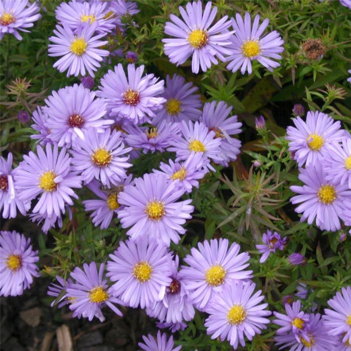 Kissenaster\u0020\u0028Aster\u0020dumosus\u0029\u0020Herbstpurzel