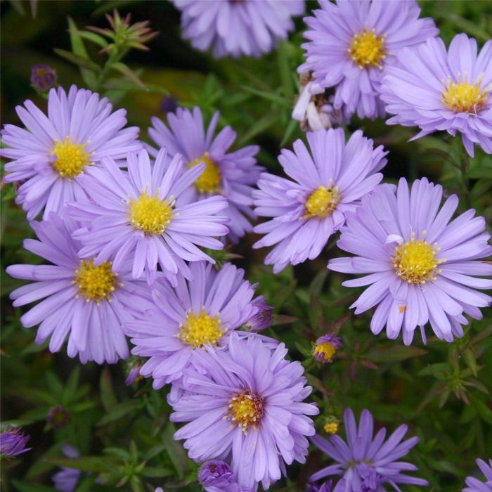 Kissenaster\u0020\u0028Aster\u0020dumosus\u0029\u0020Herbstpurzel