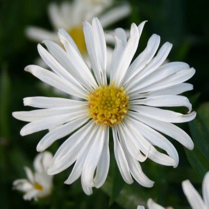 Kissenaster\u0020\u0028Aster\u0020dumosus\u0029\u0020Kristina