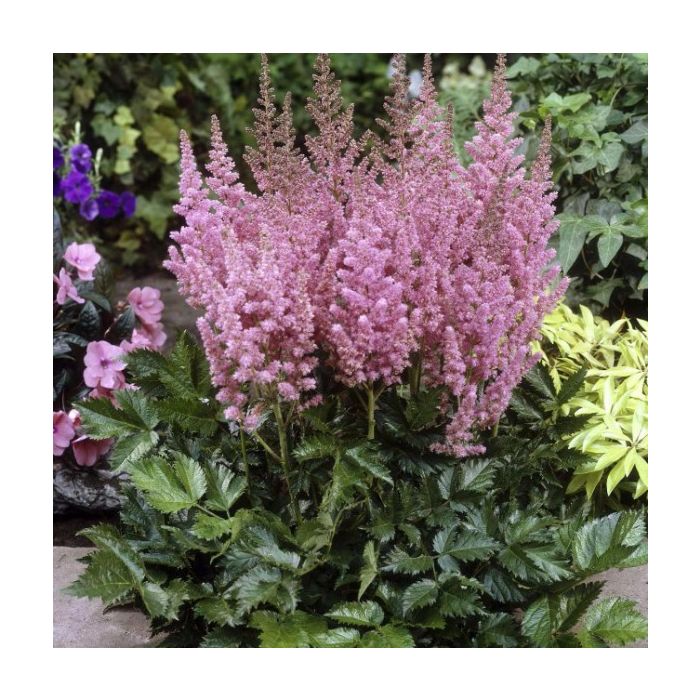 Prachtspiere\u0020\u0028Astilbe\u0020chinensis\u0029\u0020Vision\u0020in\u0020Pink\u00AE