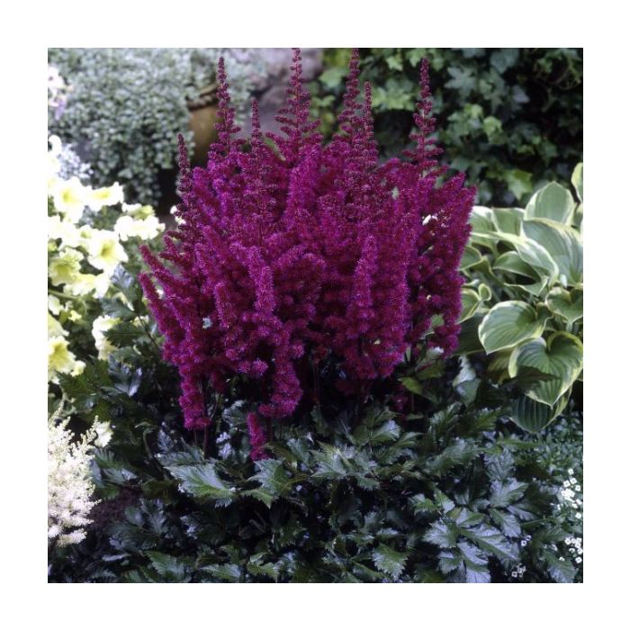 Prachtspiere\u0020\u0028Astilbe\u0020chinensis\u0029\u0020VISION\u0020in\u0020Red\u00AE