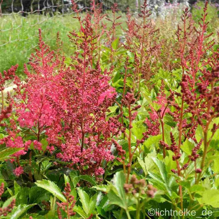 Prachtspiere\u0020\u0028Astilbe\u0020x\u0020arendsii\u0020\u0029\u0020Astary\u0020Red