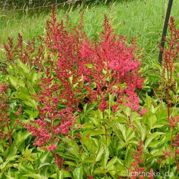 Prachtspiere\u0020\u0028Astilbe\u0020x\u0020arendsii\u0020\u0029\u0020Astary\u0020Red