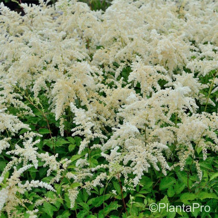 Hohe\u0020Prachtspiere\u0020\u0028Astilbe\u0020arendsii\u0029\u0020Brautschleier\u00A0