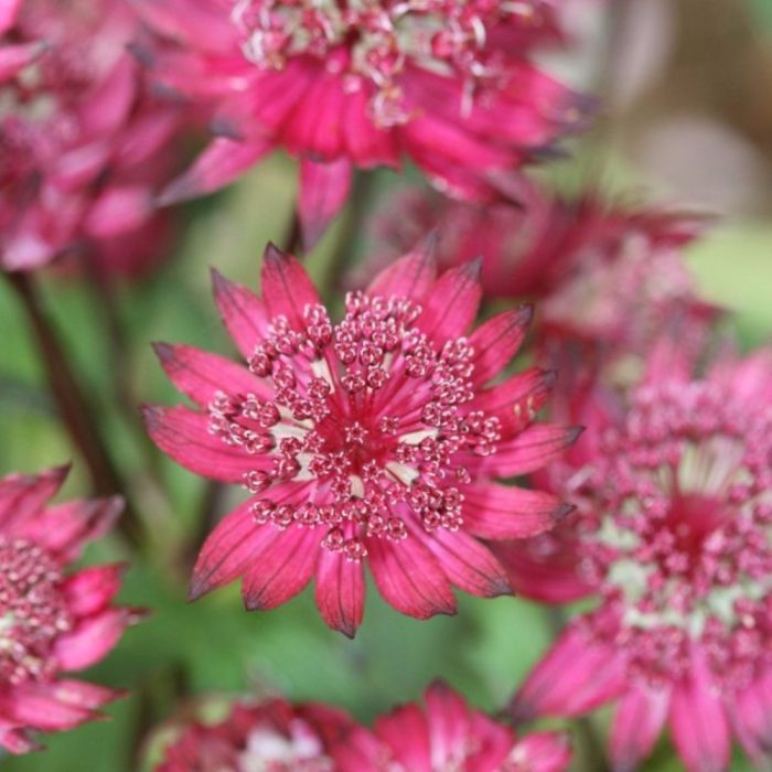 Gro\u00DFe\u0020Sterndolde\u0020\u0028Astrantia\u0020major\u0029\u0020Washfield