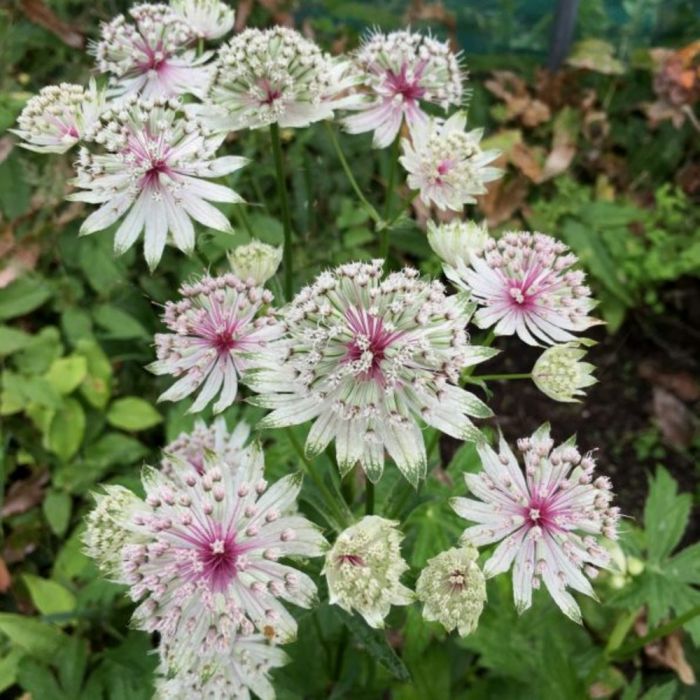 Sterndolde\u0020\u0028Astrantia\u0029\u0020Bullseye