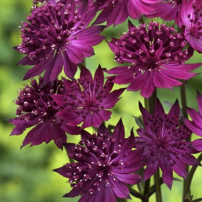 Gro\u00DFe\u0020Sterndolde\u0020\u0028Astrantia\u0020major\u0029\u0020Venice