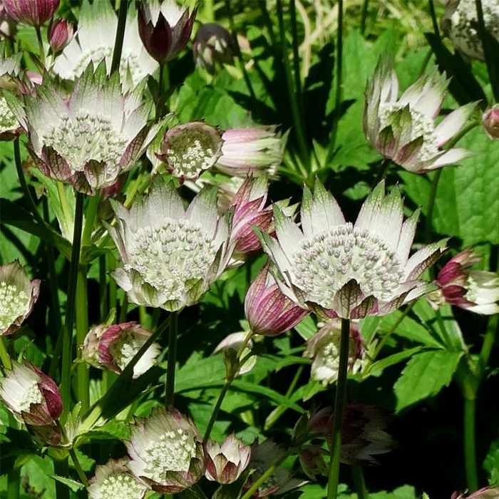 Gro\u00DFe\u0020Sterndolde\u0020\u0028Astrantia\u0020major\u0029\u0020April\u0020Love