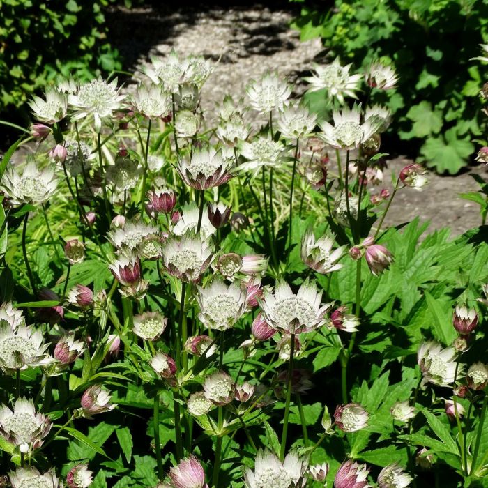 Gro\u00DFe\u0020Sterndolde\u0020\u0028Astrantia\u0020major\u0029\u0020April\u0020Love