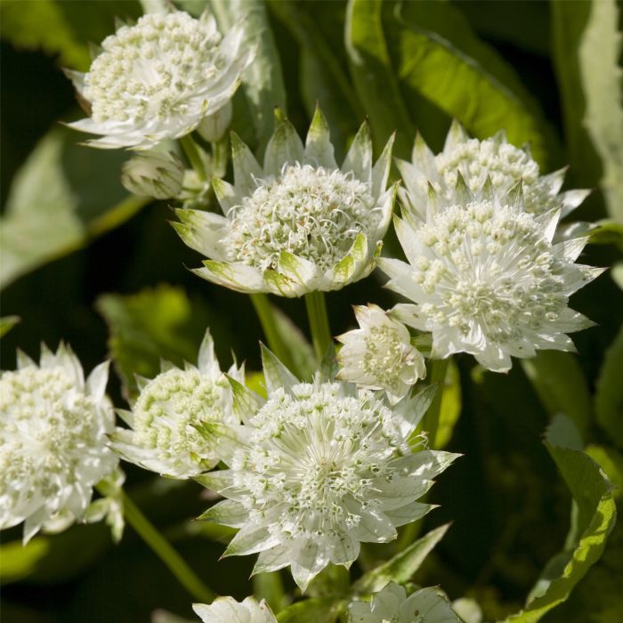 Gro\u00DFe\u0020Sterndolde\u0020\u0028Astrantia\u0020major\u0029\u0020White\u0020Angel