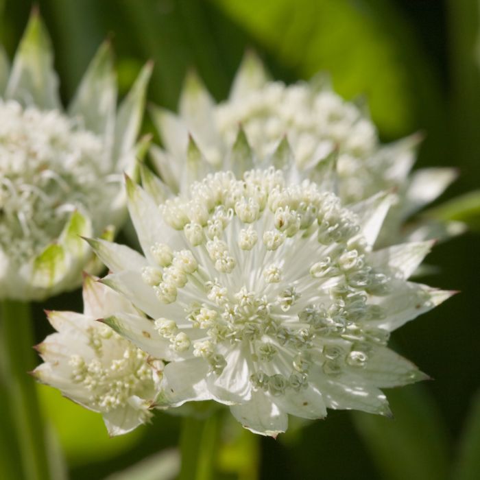 Gro\u00DFe\u0020Sterndolde\u0020\u0028Astrantia\u0020major\u0029\u0020White\u0020Angel