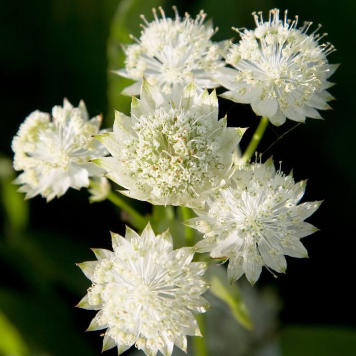 Gro\u00DFe\u0020Sterndolde\u0020\u0028Astrantia\u0020major\u0029\u0020White\u0020Angel