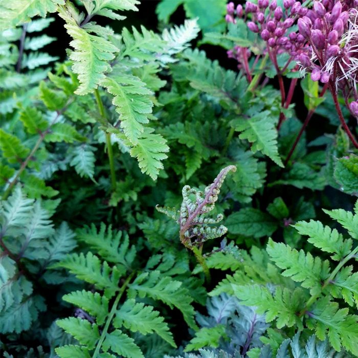 Brokatfarn\u0020\u0028Athyrium\u0020niponicum\u0029\u0020Burgundy\u0020Lace