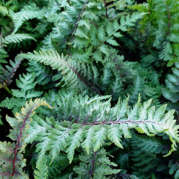 Brokatfarn\u0020\u0028Athyrium\u0020niponicum\u0029\u0020Burgundy\u0020Lace