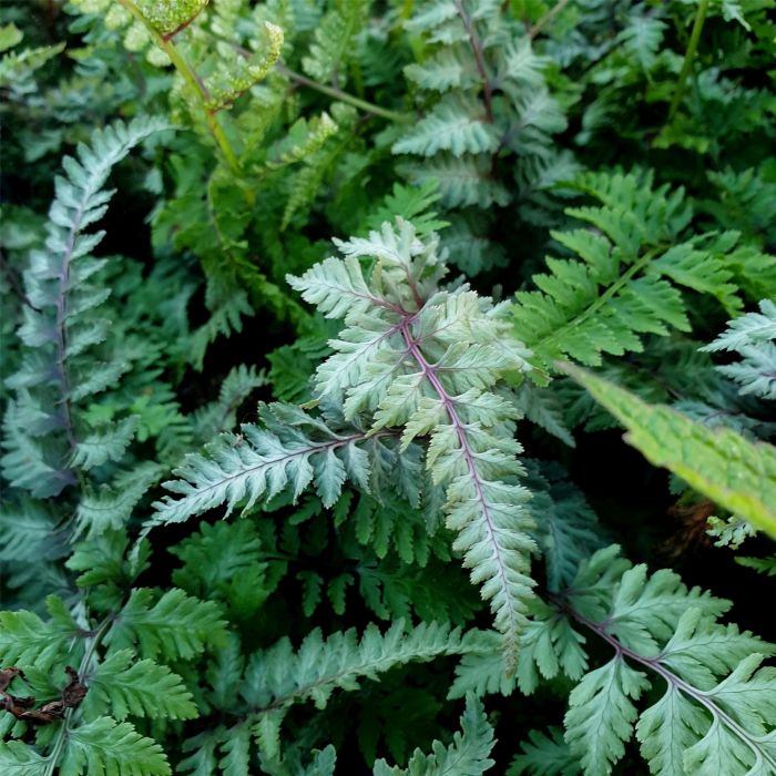 Brokatfarn\u0020\u0028Athyrium\u0020niponicum\u0029\u0020Burgundy\u0020Lace