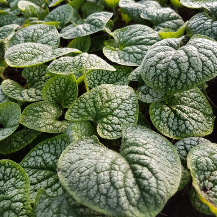 Silbriges\u0020Kaukasusvergissmeinnicht\u0020\u0028Brunnera\u0020macrophylla\u0029\u0020Sea\u0020Heart