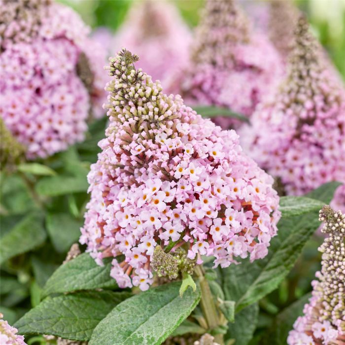 Zwergschmetterlingsflieder\u0020\u0028Buddleja\u0020davidii\u0029\u0020LITTLE\u0020ROCKSTARS\u0020Pink