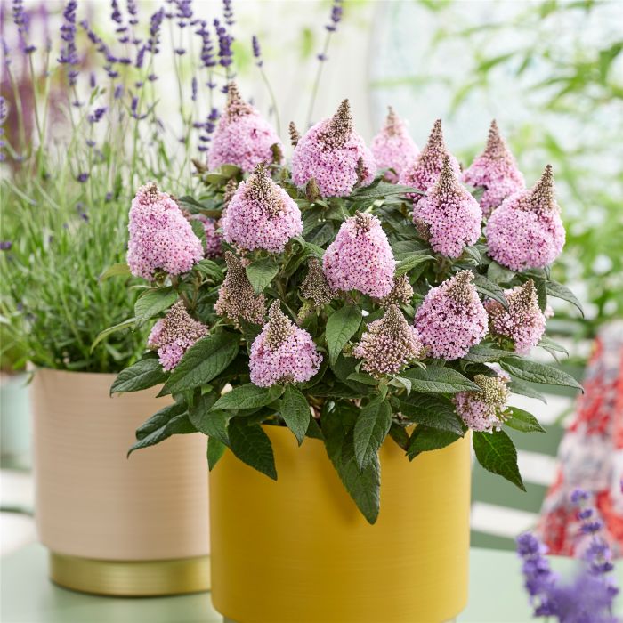 Zwergschmetterlingsflieder\u0020\u0028Buddleja\u0020davidii\u0029\u0020LITTLE\u0020ROCKSTARS\u0020Pink