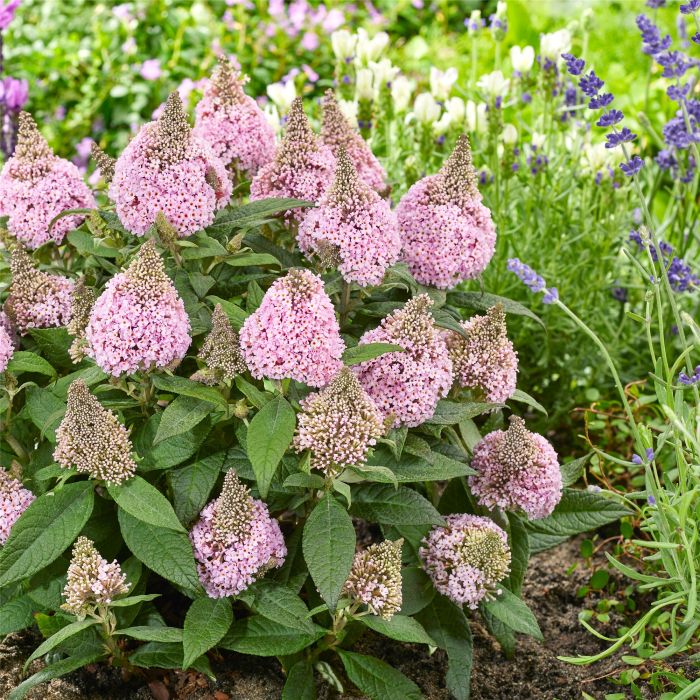 Zwergschmetterlingsflieder\u0020\u0028Buddleja\u0020davidii\u0029\u0020LITTLE\u0020ROCKSTARS\u0020Pink