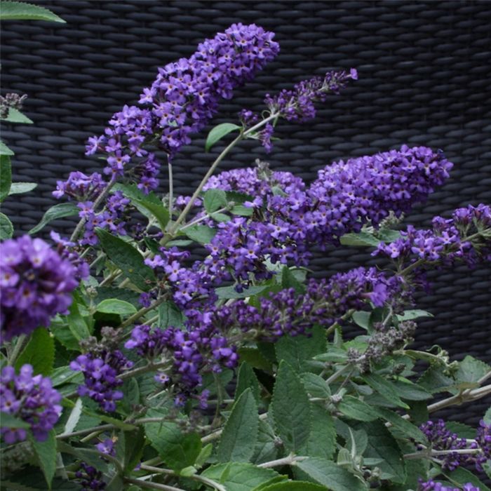 Zwerg\u002DSchmetterlingsflieder\u0020\u0028Buddleja\u0020davidii\u0029\u0020Free\u0020Petite\u0020Blue\u0020Heaven