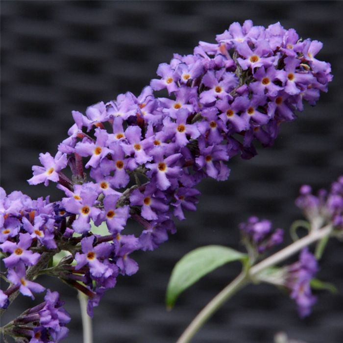 Zwerg\u002DSchmetterlingsflieder\u0020\u0028Buddleja\u0020davidii\u0029\u0020Free\u0020Petite\u0020Blue\u0020Heaven