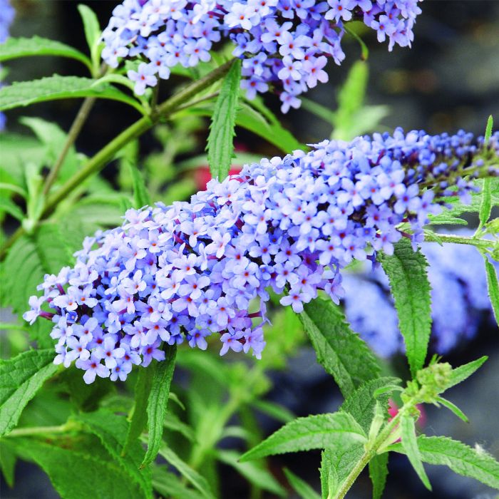 Zwerg\u002DSchmetterlingsflieder\u0020\u0028Buddleja\u0020davidii\u0029\u0020BUZZ\u0020Improved\u0020Sky\u0020Blue