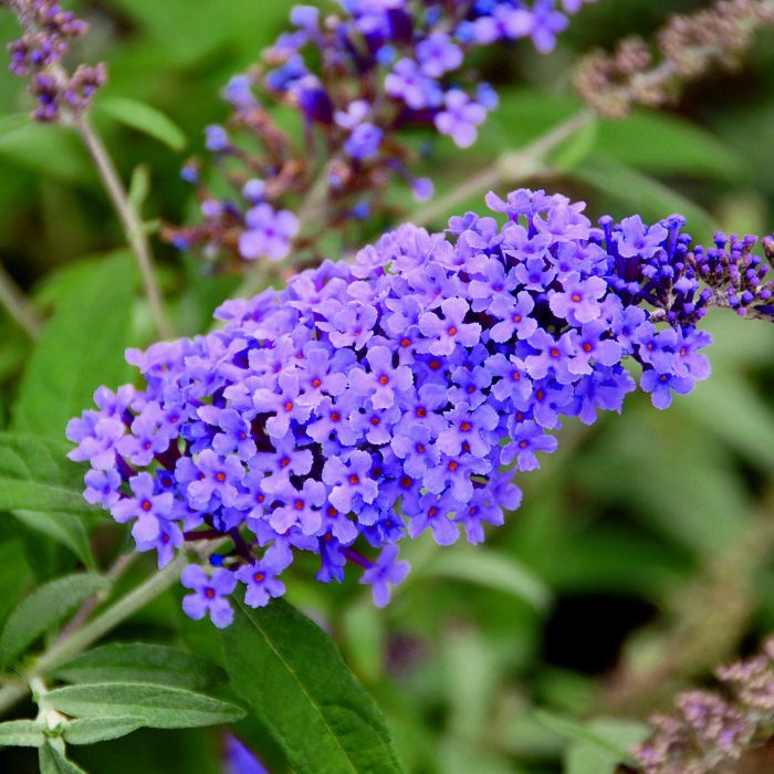 Zwerg\u002DSchmetterlingsflieder\u0020\u0028Buddleja\u0020davidii\u0029\u0020BUZZ\u0020Violet