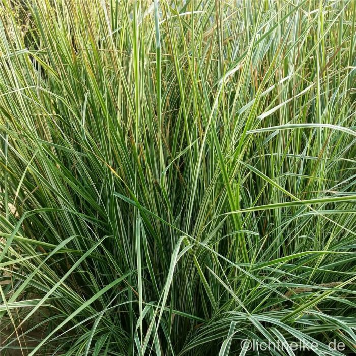 Hohes\u0020Reitgras\u0020\u0028Calamagrostis\u0020acutiflora\u0029\u0020Overdam