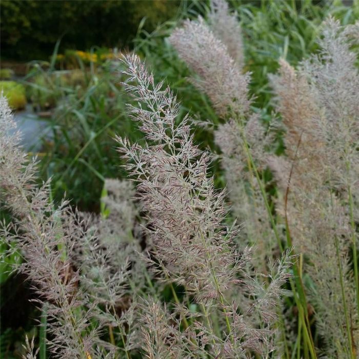 Diamant\u002DReitgras\u0020\u0028Calamagrostis\u0020brachytricha\u0029\u0020