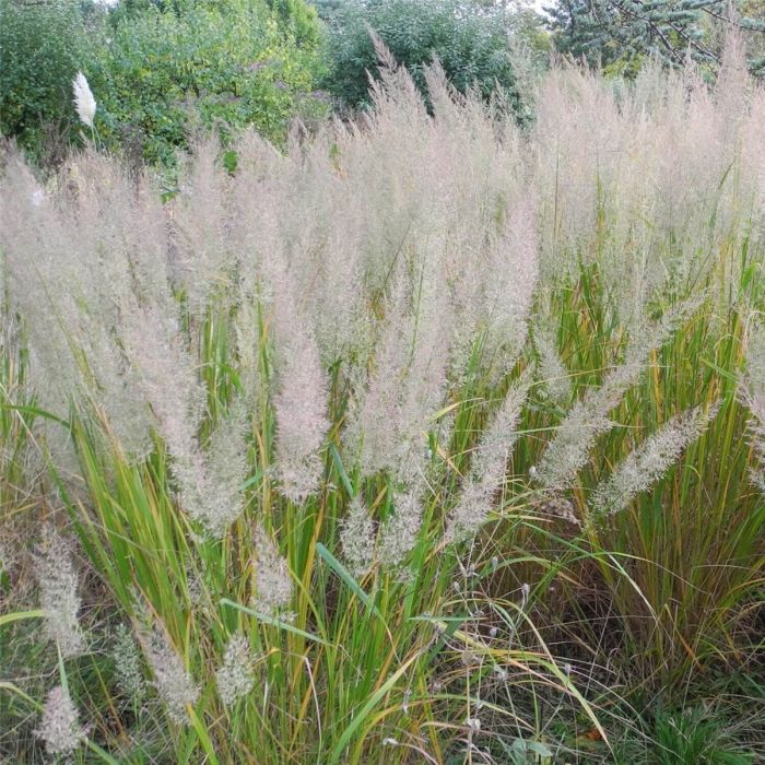 Diamant\u002DReitgras\u0020\u0028Calamagrostis\u0020brachytricha\u0029\u0020