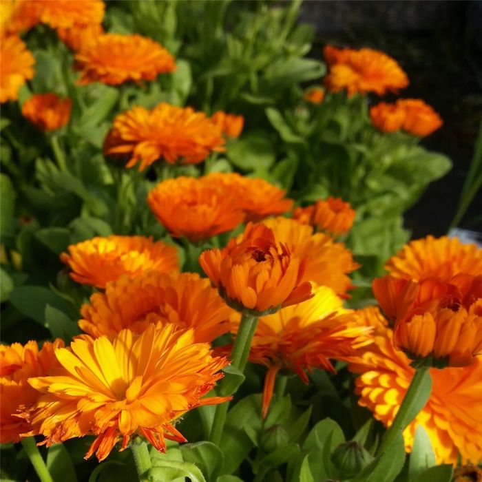 Echte\u0020Ringelblume\u0020\u0028Calendula\u0020officinalis\u0029