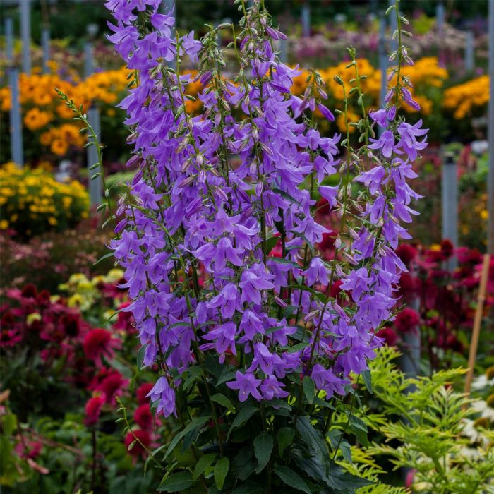 Karpatenglockenblume\u0020\u0028Campanula\u0020carpatica\u0029\u0020Gaudi\u0020Violet