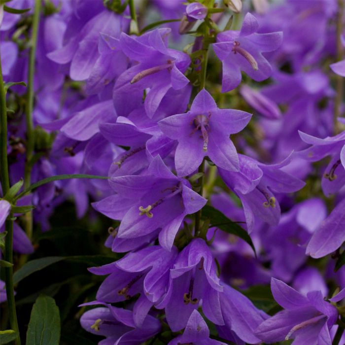 Karpatenglockenblume\u0020\u0028Campanula\u0020carpatica\u0029\u0020Gaudi\u0020Violet