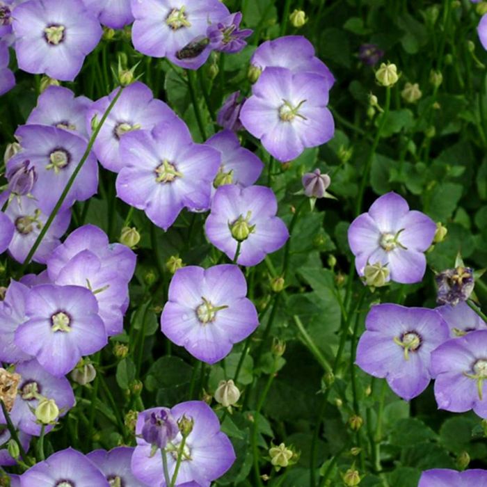 Karpatenglockenblume\u0020\u0028Campanula\u0020carpatica\u0029\u0020Samantha