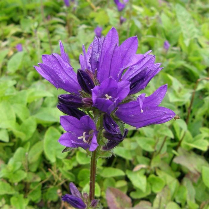 Kn\u00E4uelglockenblume\u0020\u0028Campanula\u0020glomerata\u0029\u0020Acaulis\u00A0