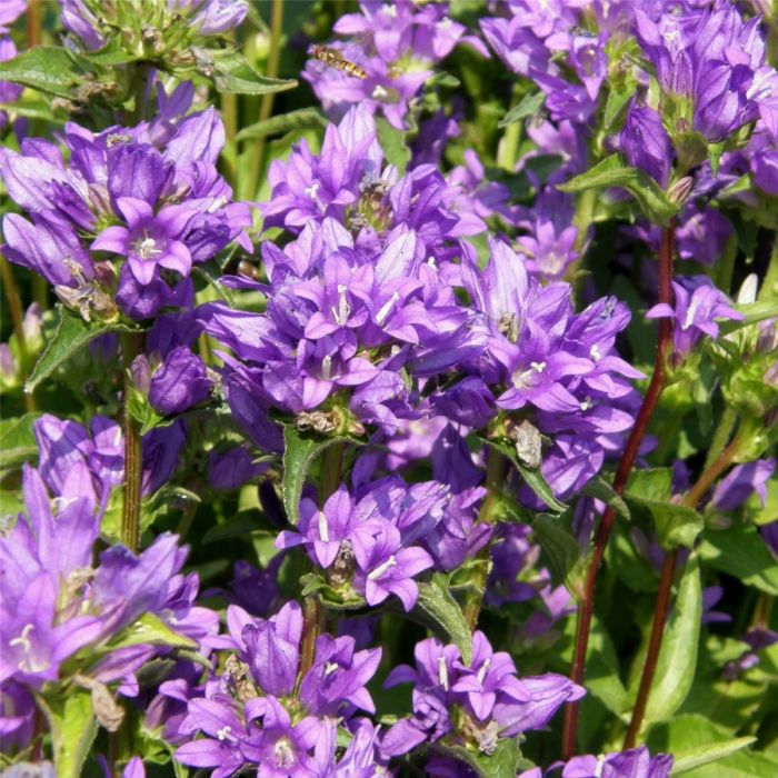 Kn\u00E4uelglockenblume\u0020\u0028Campanula\u0020glomerata\u0029\u0020Acaulis\u00A0