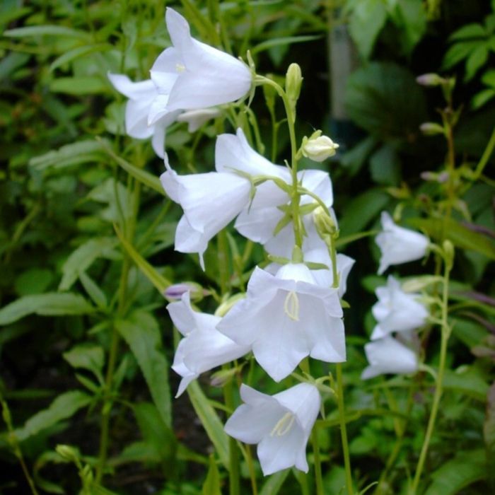 Pfirsichbl\u00E4ttrige\u0020Glockenblume\u0020\u0028Campanula\u0020persicifolia\u0029\u0020Grdflora\u0020Alba