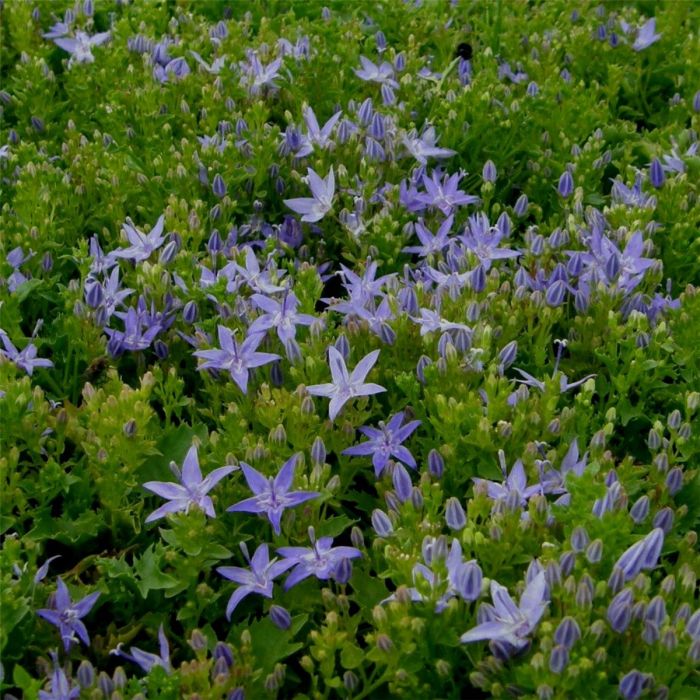 Polsterglockenblume\u0020\u0028Campanula\u0020poscharskyana\u0029\u0020