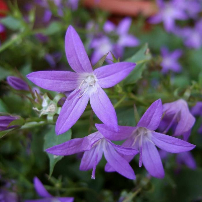 Polsterglockenblume\u0020\u0028Campanula\u0020poscharskyana\u0029\u0020