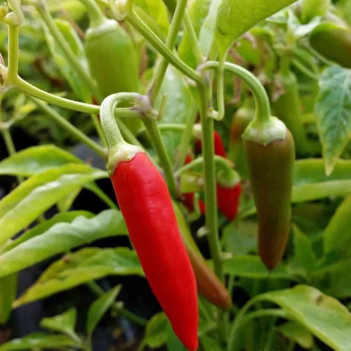 Paprika\u002DChili\u0020\u0028Capsicum\u0029\u0020Cayenetta\u0020F1