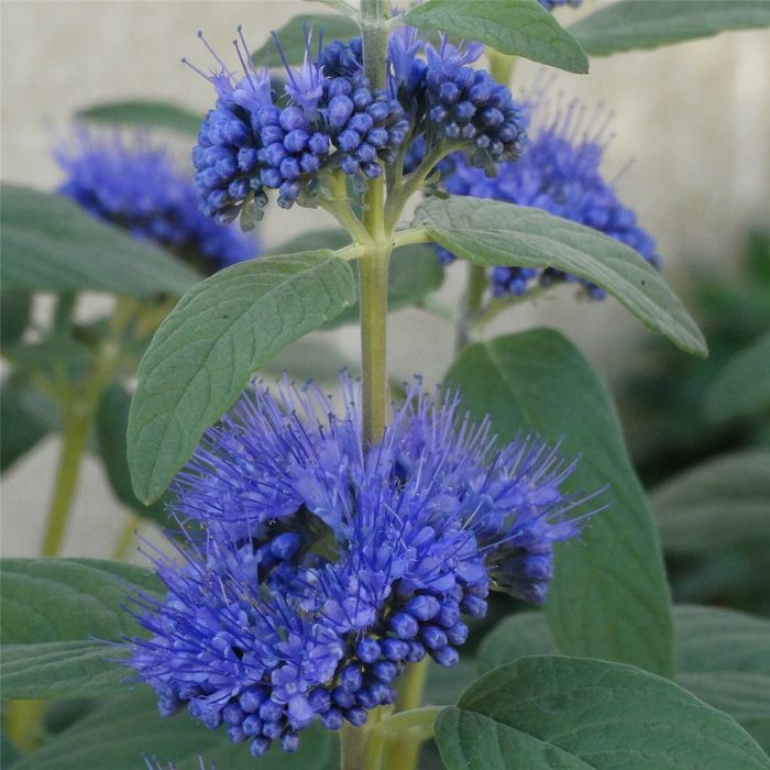 Bartblume\u0020\u0028Caryopteris\u0020x\u0020clandonensis\u0029\u0020Dark\u0020Knight