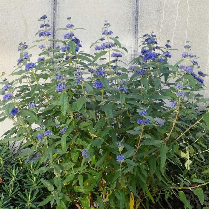 Bartblume\u0020\u0028Caryopteris\u0020x\u0020clandonensis\u0029\u0020Dark\u0020Knight