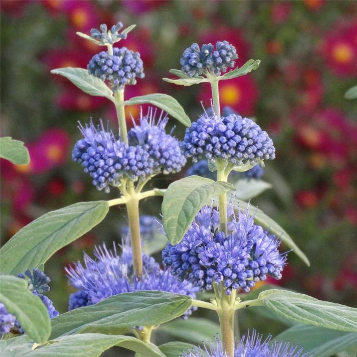 Bartblume\u0020\u0028Caryopteris\u0020x\u0020clandonensis\u0029\u0020Dark\u0020Knight