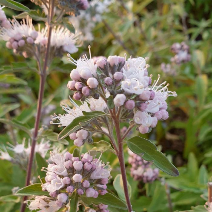 Bartblume\u0020\u0028Caryopteris\u0020x\u0020clandonensis\u0029\u0020Stephi