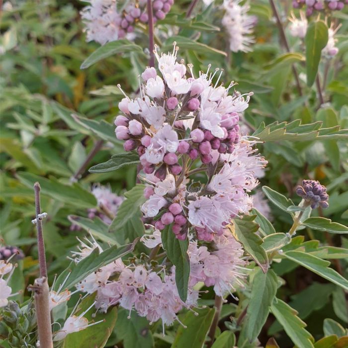 Bartblume\u0020\u0028Caryopteris\u0020x\u0020clandonensis\u0029\u0020Stephi