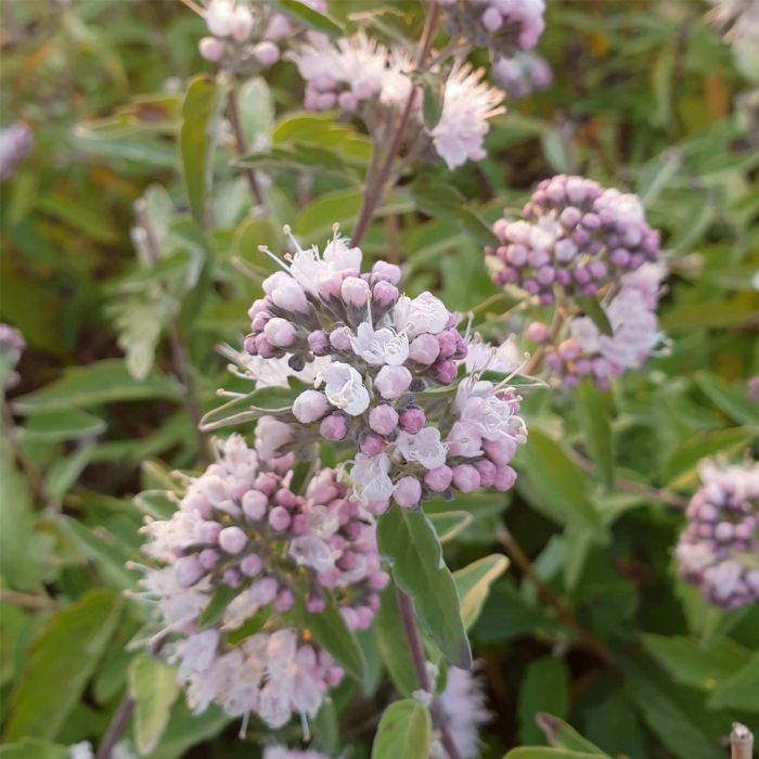 Bartblume\u0020\u0028Caryopteris\u0020x\u0020clandonensis\u0029\u0020Stephi