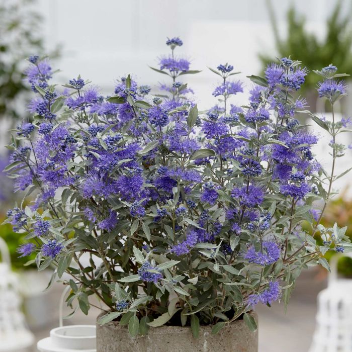 Bartblume\u0020\u0028Caryopteris\u0020x\u0020clandonensis\u0029\u0020Sterling\u0020Silver